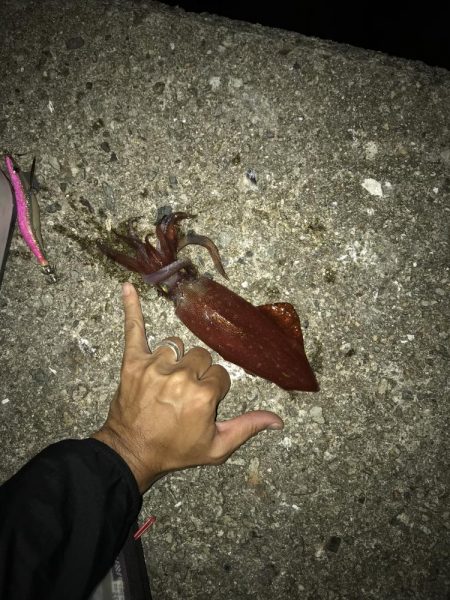 ケンサキ　アオリ　ツバス