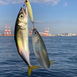 今朝は控え目な鯖無限城ww