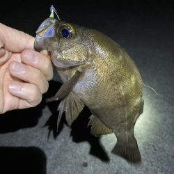 明石でメバリング