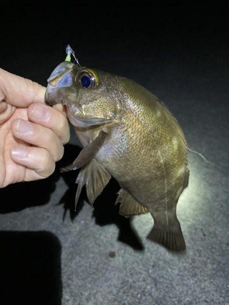 明石でメバリング