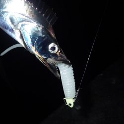 久々の2桁釣果^ ^