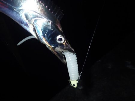 久々の2桁釣果^ ^