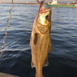 やっと釣れた！