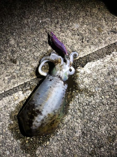 今年アオリ初GET