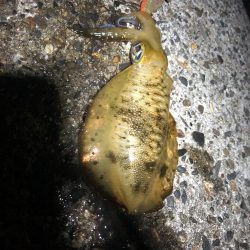アオリイカエギング12時間釣行