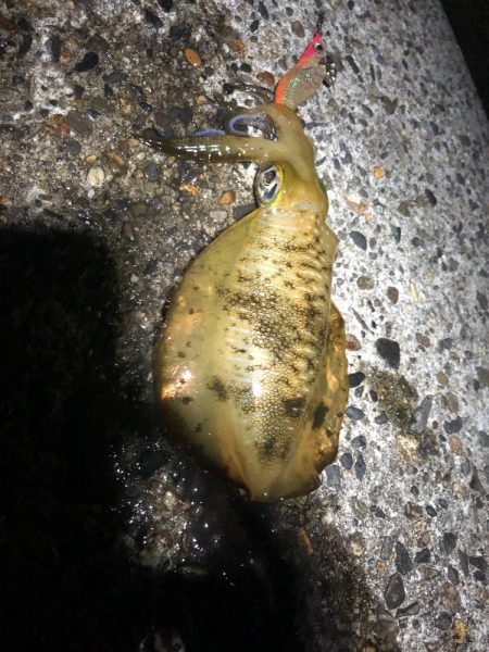 アオリイカエギング12時間釣行