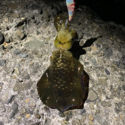 堤防エギング！