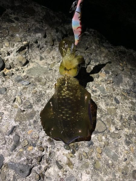 堤防エギング！