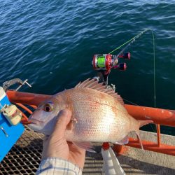 今秋、平磯のマダイ好調なのでは？