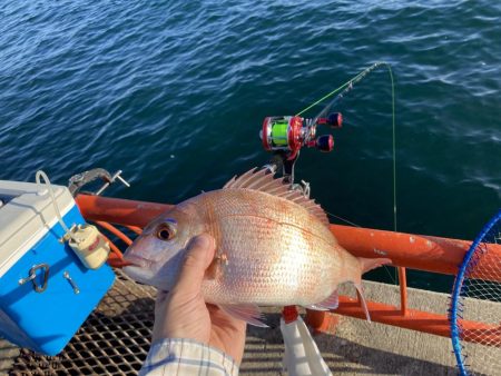 今秋、平磯のマダイ好調なのでは？