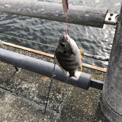 サバすら、釣れない。