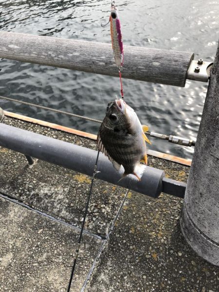 サバすら、釣れない。