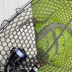 大阪でエリアトラウト