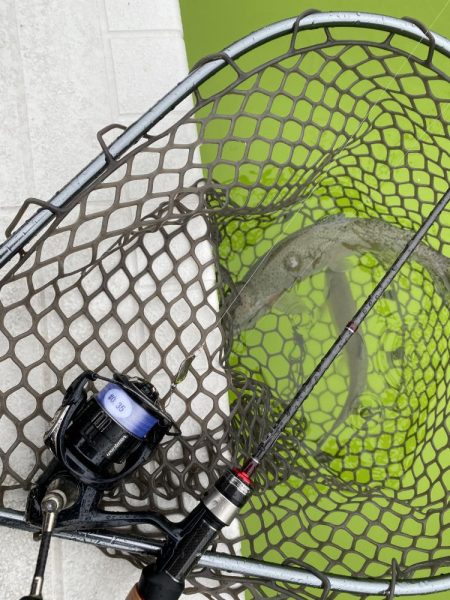 大阪でエリアトラウト