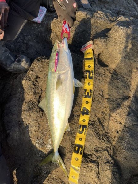 ショアジギング　ブリ　道南津軽海峡