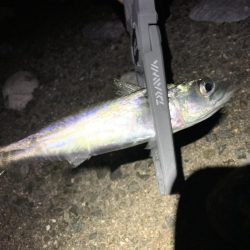 Mキャロアジング