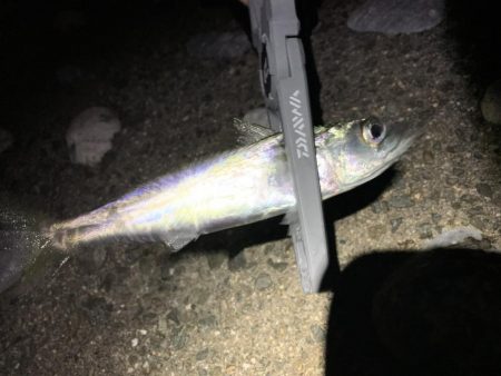 Mキャロアジング