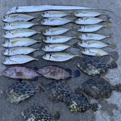 アジ&カワハギ&マハタ&太刀魚の生態調査