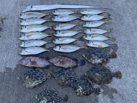 アジ&カワハギ&マハタ&a…