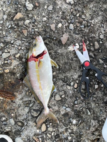 メッキ狙いが…