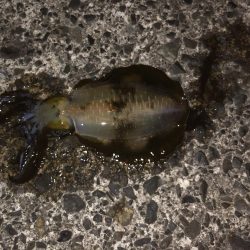 夜は、寒くなってきた