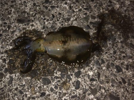 夜は、寒くなってきた