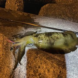 エギングで思わぬサイズ？！