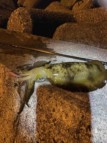 エギングで思わぬサイズ？！