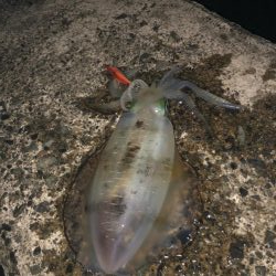 大潮のおかげ？