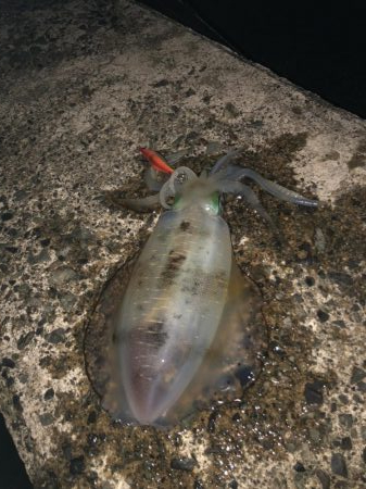 大潮のおかげ？