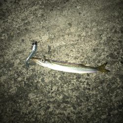 ヤマトカマスがやってきた！！