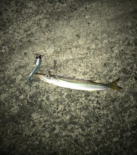 ヤマトカマスがやってきた！！