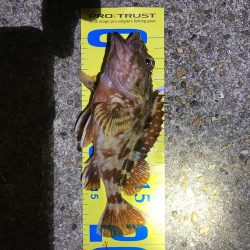 ワームでガシラ・メバル