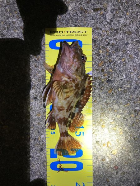 ワームでガシラ・メバル