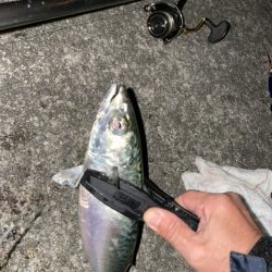 大サバ釣り。釣れなくなりました!