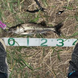 荒川　シーバス　