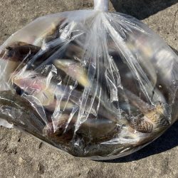 名古屋港でハゼ釣り