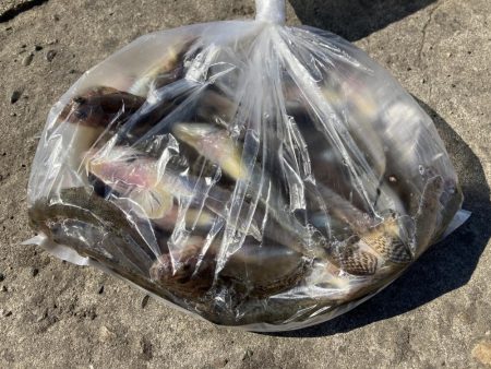 名古屋港でハゼ釣り