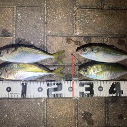 シャローフリーク