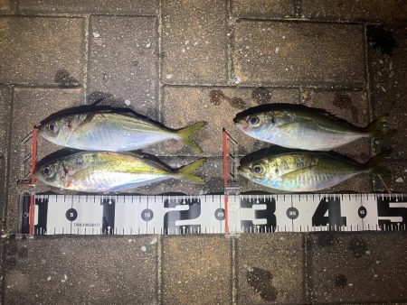 シャローフリーク