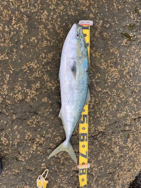 ブリ　多数　トライデント150(シンキング…