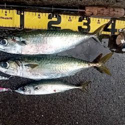 プチsalt water game