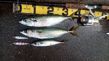 プチsalt water game