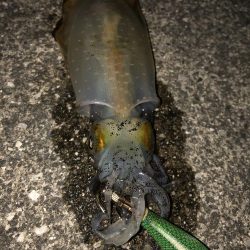 手前の新子だけ