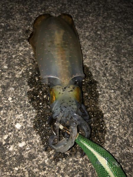 手前の新子だけ