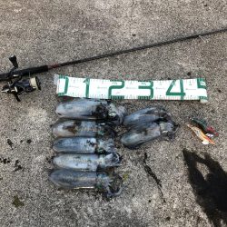 2021 佐渡ヶ島エギング 23回目