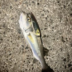 ナイトでもトップウォーターでシーバス!