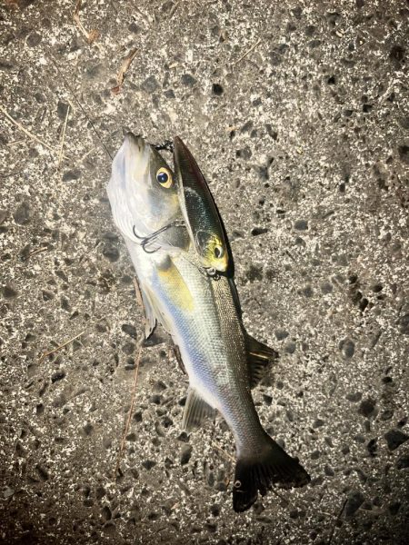 ナイトでもトップウォーターでシーバス！