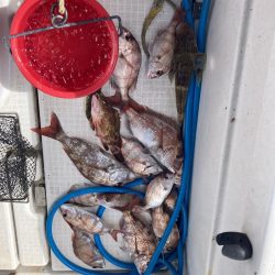 久しぶりの下津井沖