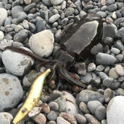 朝マズメのサーフエギング